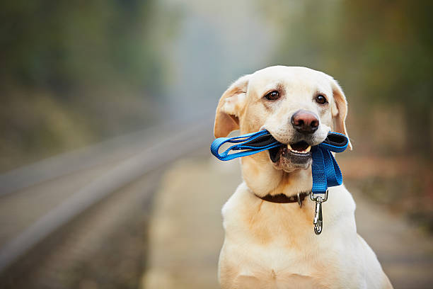 Pet leashes and collars