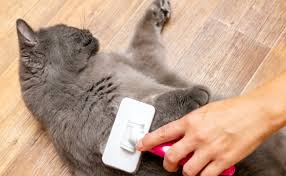 Self Cleaning Shedding Brush